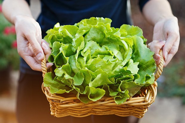 Kopfsalat ist vielen auch als grüner Salat bekannt