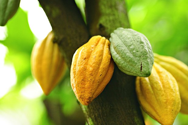 In den Früchten des Kakaobaumes findet man die sogenannten Kakaobohnen.
